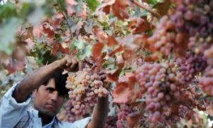 U.S. Announces $20 Million to Help Afghanistan Agriculture