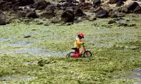 World’s Seas Must Go on ‘Pollution Diet,’ Says Biologist