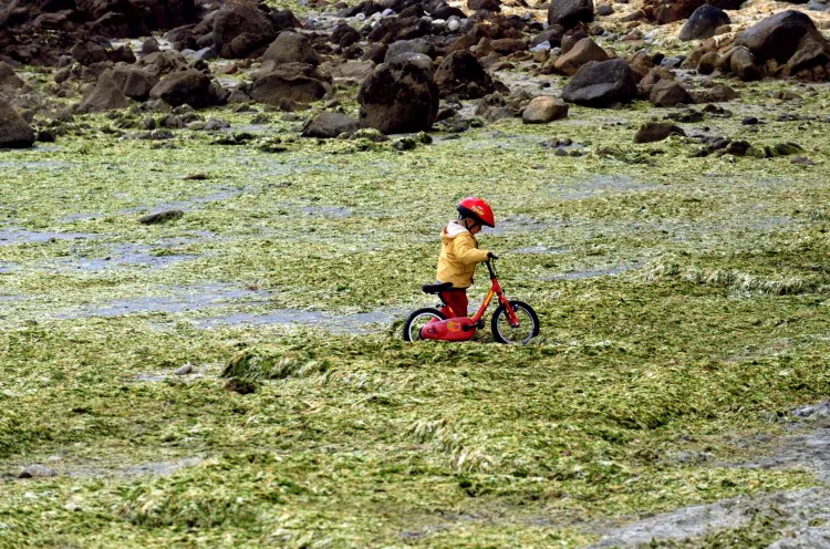A child walks on the algae-covered Cap Coz Beach in Fouesnant, France, in September 2011. A report released late February 2013 calls for governments worldwide to enforce “pollution diet,” for coastal waters. (Fred Tanneau/AFP/Getty Images)