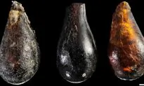 SCIENCE IN PICS: Three Triassic Era Amber Droplets