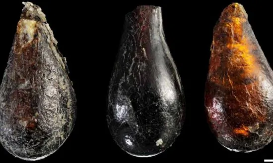 SCIENCE IN PICS: Three Triassic Era Amber Droplets