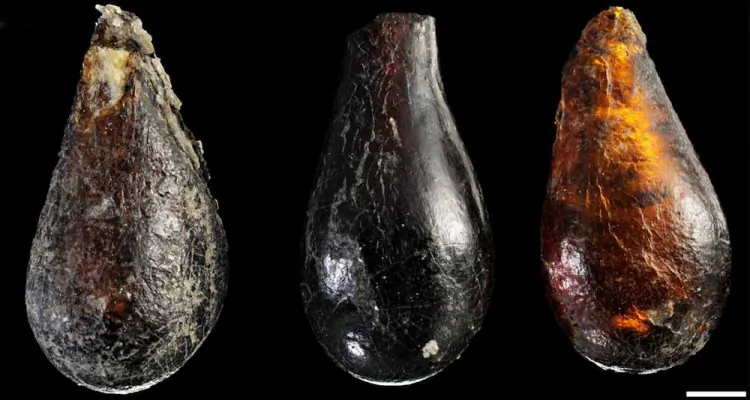 The outcrop in the Dolomite Alps of northeastern Italy where researchers found Triassic-era amber droplets. Two of the researchers can be seen collecting the droplets near the bottom of the formation on the right. (E. Ragazzi/University of Padova)