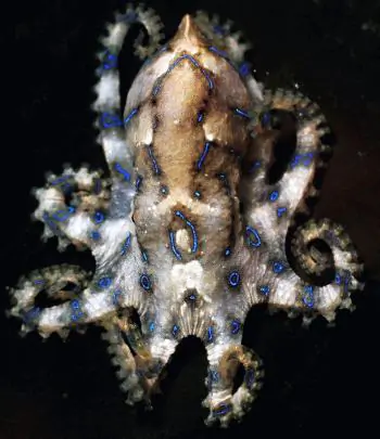 The Poisonous Animals of Wild Australia