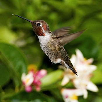 Male Anna's Hummingbird, Calypte anna. Each hummingbird species possesses a signature sound or feather song. (Kevin Cole/Wikimedia Commons)