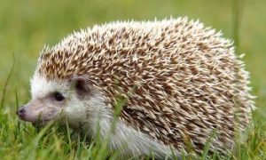 Hazards for Cuddly Hedgehogs