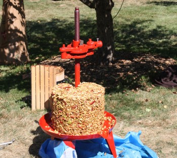 Crushed bits and pieces of the fruit are all that remain after apples are pressed to make cider at the City Cider at Spadina harvest event held this past weekend at Spadina Museum. (Jeffrey Thompson/The Epoch Times)