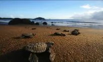 Map of Floating Plastics to Protect Baby Turtles