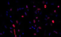 Insect-Domesticated Bacteria Found After Man Impales Hand