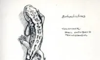 Smallest Vertebrate Fossil Footprints Discovered in Canada
