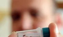 Bedbug Wave Expected for Summer, Expert Says