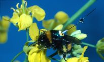 Trial and Error Helps Bumblebees Choose Shortest Routes