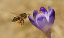 Honey Bees’ Breeding Strategy May Protect From Decline