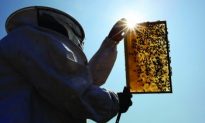 Honeybee Deaths Spur Diagnostic Research Centre
