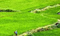 Bhutan Goes for 100 Percent Organic, Challenges Abound