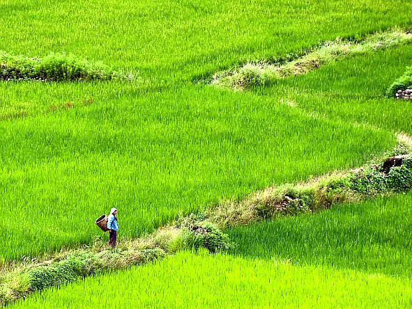 A Bhutanese woman crosses the farming fields at Paro, around 50 km from the capital city of Thimphu. Last week, Bhutan Minister of Agriculture and Forests Pema Gyamtsho, announced an ambitious plan to turn food production 100 percent organic by 2020. (Manan Vatsyayana/AFP/Getty Images)