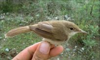 The Large-Billed Reed Warbler Rediscovered
