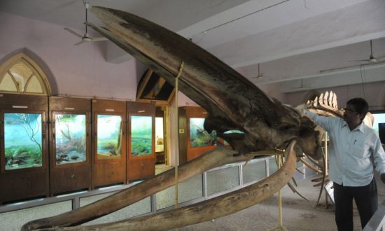 TIMELINES: What animal, the single heaviest known to have lived on Earth, is caught March 20, 1947?