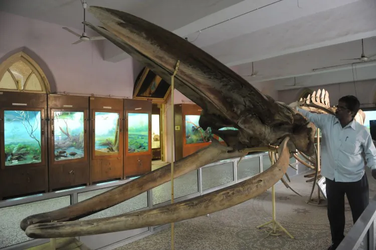 Museum caretaker Subhashbhai cleans the skleletal remains of a blue whale on display at The Lady Wilson Museum at Dharampur of Valsad district, some 375 kms. from Ahmedabad, on February 19, 2012. The whale, measuring some 42 feet (12.73 meters) long was found dead on the shores of Nargol village of Valsad district on October 7, 1989. (SAM PANTHAKY/AFP/Getty Images)