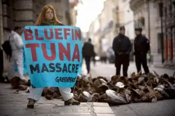 New Quotas Dangerous for Struggling Bluefin Tuna