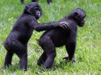 Kinshasa, Democratic Republic of the Congo: This picture taken Nov. 4, 2006, in the 'Lola ya bonobo' parc near Kinshasa shows young bonobos, living only in the Democratic republic of Congo (DRC). (Issouf Sanogo/AFP/Getty Images) Kinshasa, Democratic Republic of the Congo: This picture taken Nov. 4, 2006, in the 'Lola ya bonobo' parc near Kinshasa shows young bonobos, living only in the Democratic republic of Congo (DRC). (Issouf Sanogo/AFP/Getty Images)