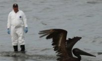 Gulf Oil Spill May Be Capped, BP Gets First Bill