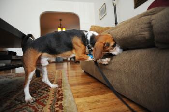 A beagle demonstrates how he sniffs out bedbugs in Queens, New York. The tiny blood suckers are currently enjoying a bonanza worldwide, particularly in the U.S. After infesting unprecedented numbers of apartments and offices, the pests branched out to raid clothing stores and, notoriously, a Victoria's Secret lingerie store on Manhattan's posh Upper East Side. (Stan Honda/AFP/Getty Images)