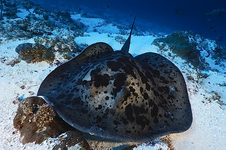 SCIENCE IN PICS Blotched Fantail Stingray