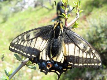 COASTAL BUTTERFLY: An adult Anise Swallowtail (Papilio zelicaon) basks in the sun. (Jason Dzurisin/University of Notre Dame) COASTAL BUTTERFLY: An adult Anise Swallowtail (Papilio zelicaon) basks in the sun. (Jason Dzurisin/University of Notre Dame)