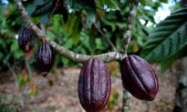 Chocolate Genome Breakthrough Could Mean Better Cocoa Products