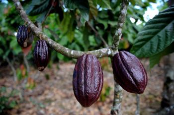 The genetic blueprint of the cacao plant, shown above, was sequenced by two scientific teams this week, and could lead to better cocoa products like chocolate. (YURI CORTEZ/AFP/Getty Images)
