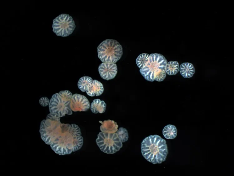 Post-fragmentation embryos settle as smaller-size corals. (AIMS)