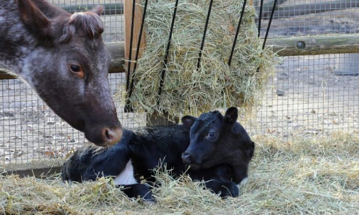 For the first time, a calf is born at Prospect Park Zoo. Tetley, a Shornhorn milking cow, watches over her calf at the zoo on Dec. 6 (Courtesy of Julie Larsen Maher)