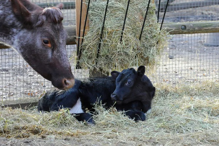 For the first time, a calf is born at Prospect Park Zoo. Tetley, a Shornhorn milking cow, watches over her calf at the zoo on Dec. 6 (Courtesy of Julie Larsen Maher)