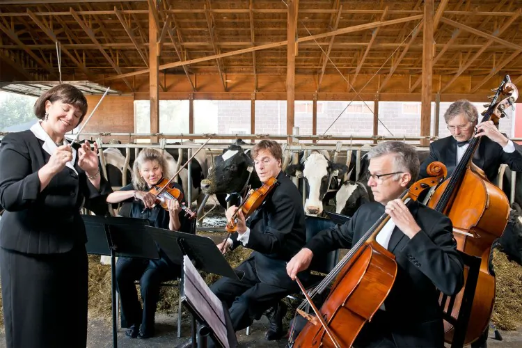 Edette Gagné, music director and conductor of the Coast Symphony Orchestra, leads a quartet of classically trained musicians in a performance of Mozart numbers for dairy cows at the Valedoorn Dairy Farm in Agassiz, B.C. The event launched the BC Dairy Association’s Music Makes More Milk contest, in which members of the public are invited to compose songs for cows in order to naturally increase milk production. According to the association, it is a common observation among dairy farmers that cows respond positively to music. The winning contestant will receive a trip for four to the 55th Annual Grammy Awards in Los Angeles. (BC Dairy Association)