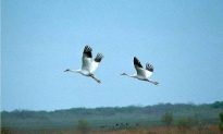 Whooping Cranes Hatch in the Wild