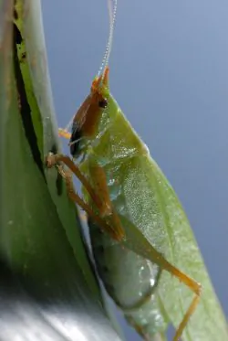 Cricket’s Supersensory Hearing Inspires Ultrasensitive Technology