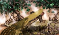 ‘Shieldcroc’: The Prehistoric Crocodile With a Bump On Its Head