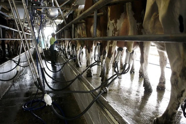 A dairy worker milking cows at a farm near Ashburton, New Zealand, on Nov. 18, 2009. (Martin Hunter/Getty Images)