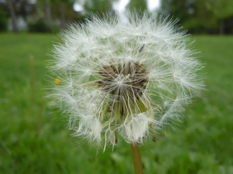A dandelion seed head. (Stephanie Lam/The Epoch Times)