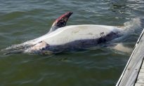 In the Hudson River, a Dead Dolphin Surfaces