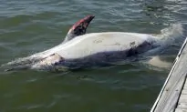 In the Hudson River, a Dead Dolphin Surfaces