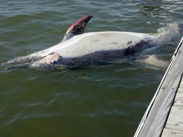 Staff from the Riverhead Foundation take the dolphin to a facility on Long Island. (Courtesy of Matthew Katz/DNAinfo)