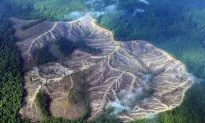 Illegal Loggers Should Be Treated Like Gangsters Says World Bank