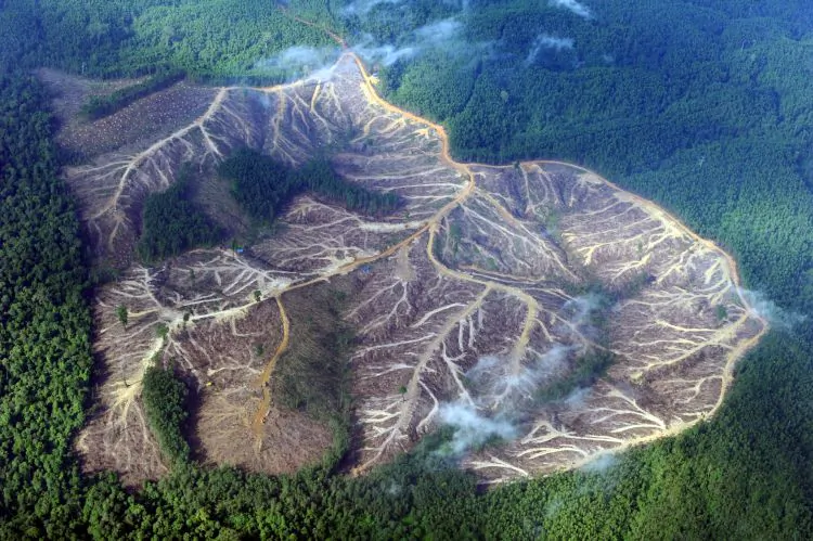 An aerial survey organized by environment group Greenpeace shows a logged over area in the mountains of Jambi province in Indonesia's Sumatra island. (Romeo Gacad/AFP/Getty Images)