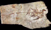 Four-Winged Dinosaur Had Iridescent Plumage