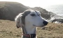 Today’s Dogs Genetically Distinct From Ancient Breeds