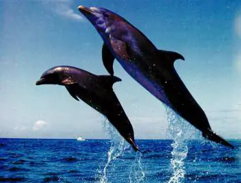 Save the Ocean, Save the Dolphins, Save Ourselves?