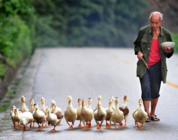 A farmer eats his lunch while following his flock of ducks along a country road in Guangyuan County on August 13, 2010 in northern Sichuan province. (AFP/Getty Images)