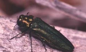 The Emerald Ash Borer Now