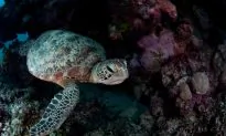 Australia Creates Giant Marine Reserves Ahead of Rio Summit